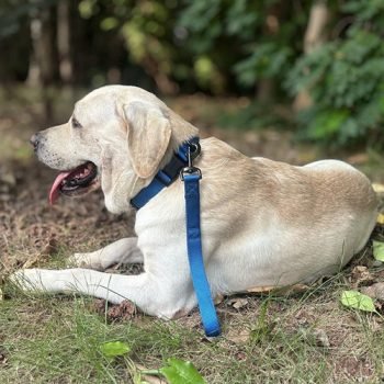 Custom Nylon Webbing for Dog Collars
